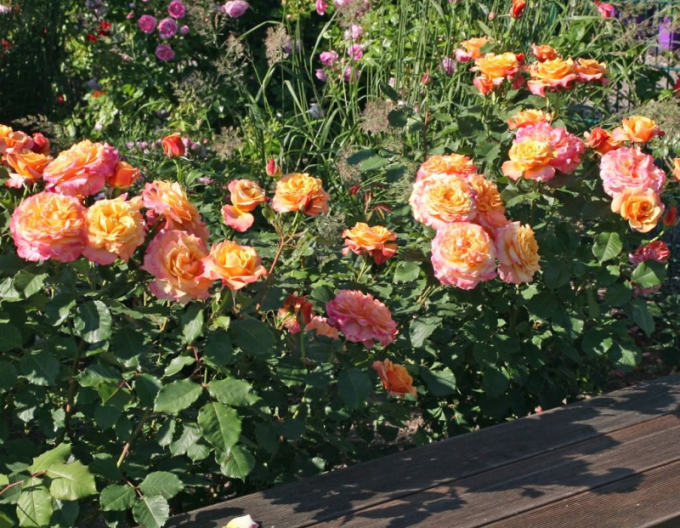 Ruža ´La Villa Cotta´