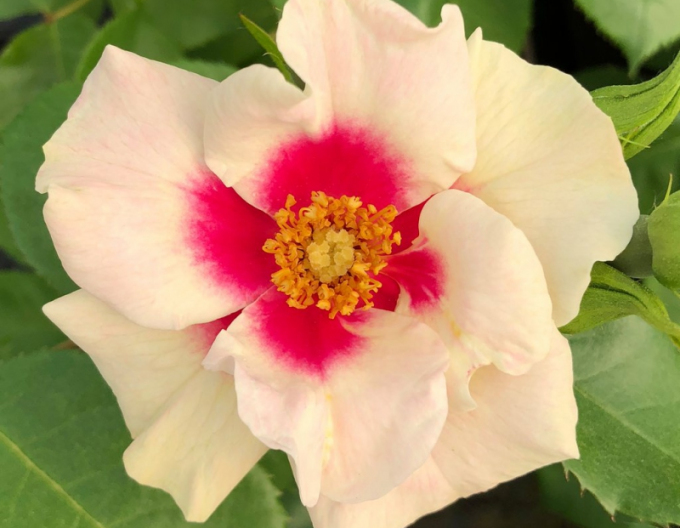 Ruža ´SEE YOU in Purple´