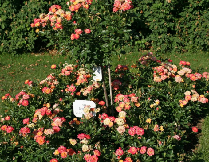 Ruža ´Little Sunset´