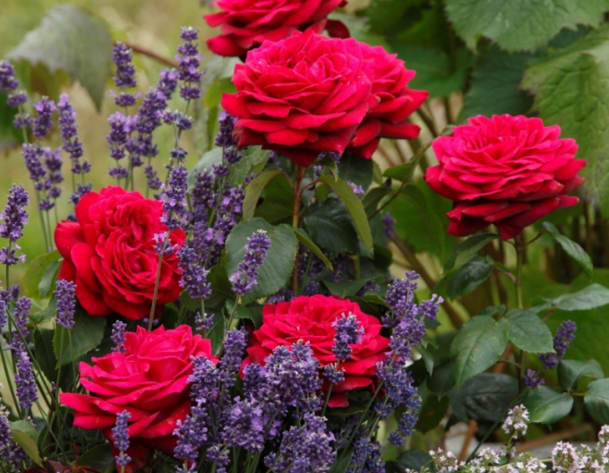 Ruža ´Gräfin Diana´