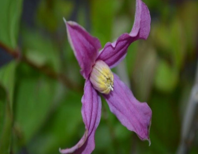 Plamienok ´Hanajima´