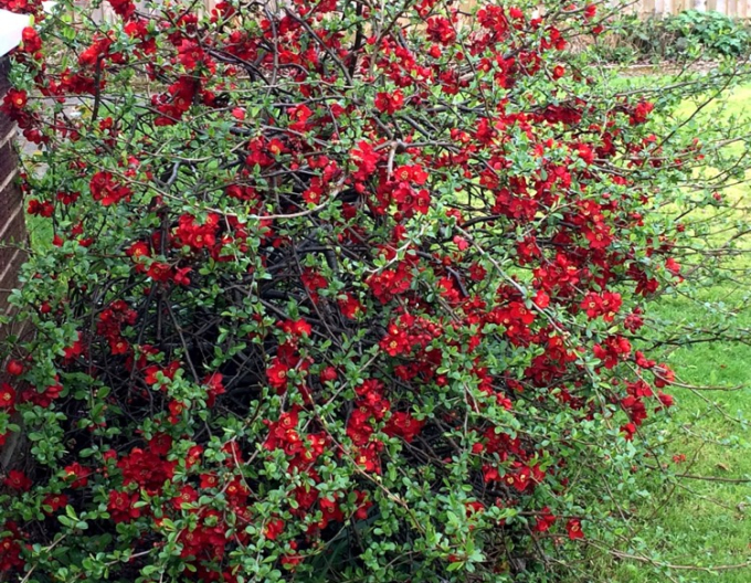 Dulovec japonský ´Cido´