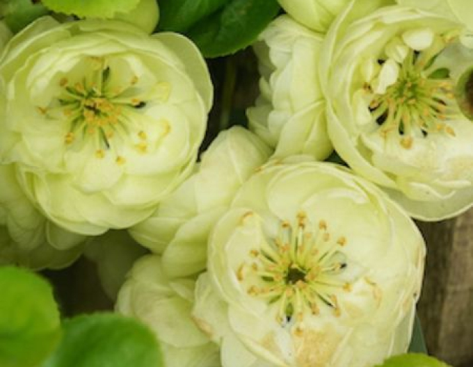 Dulovec nádherný ´Kinshiden´