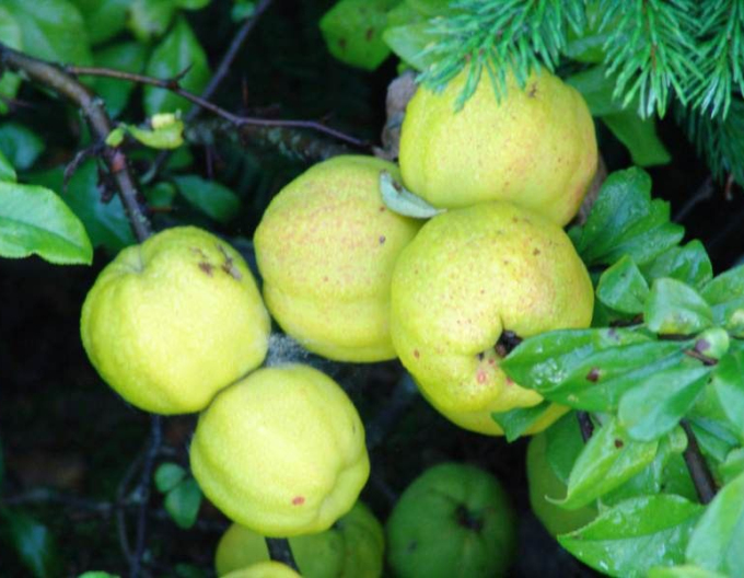 Dulovec nádherný ´Kinshiden´