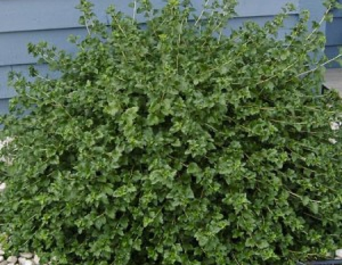 Ríbezľa alpínska "Green Mood"