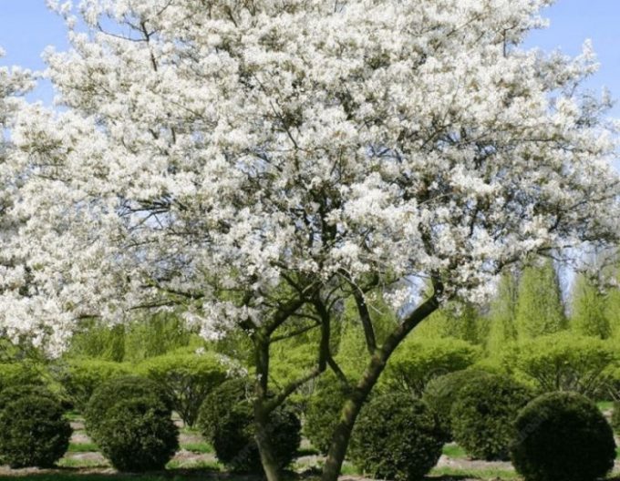 Muchovník Lamarckov 100/125cm