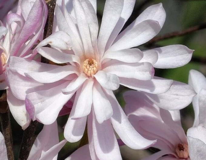 Magnólia ´St. Waterlily´