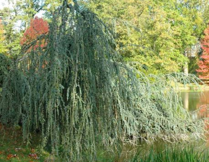 Céder atlantský ´Glauca Pendula´ 150cm
