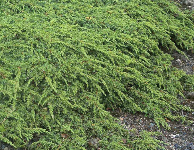 Borievka obyčajná ´Green Carpet´