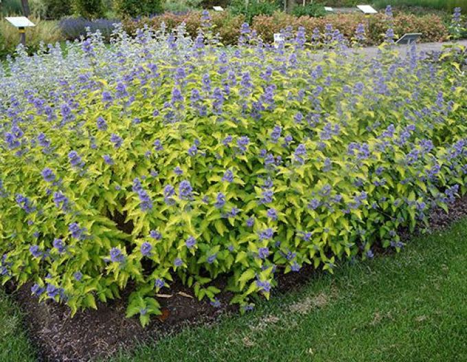 Bradavec klandovský ´Hint of Gold´