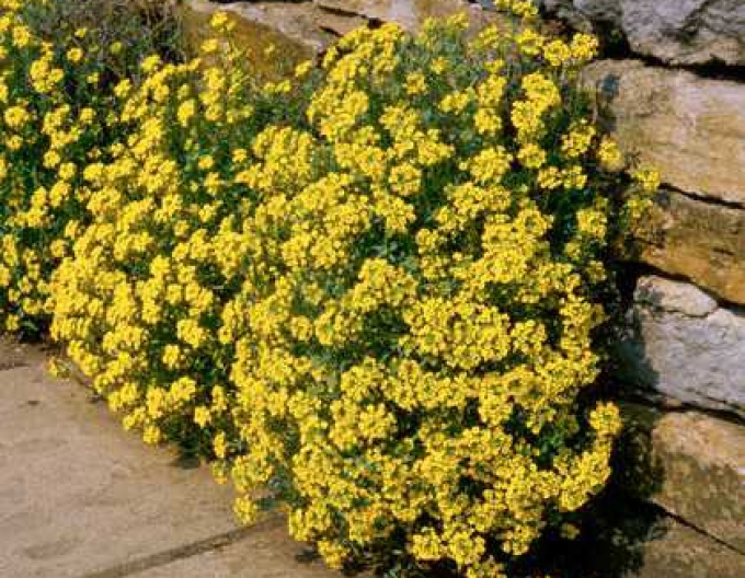 Taričník skalný ´Gold Cushion´