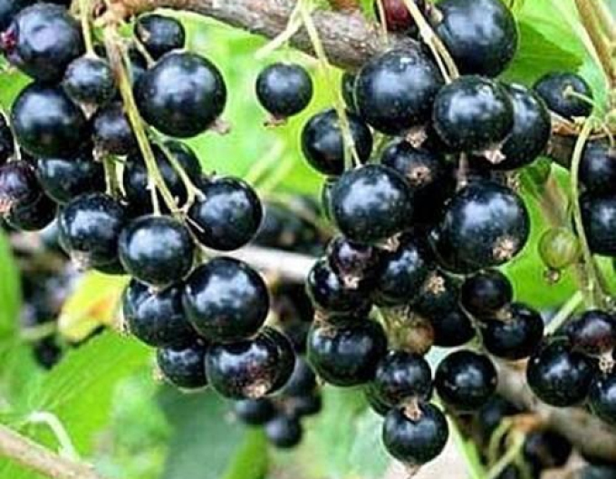 Ríbezľa čierna "Titania" STROMČEKOVÁ, kont. 2l