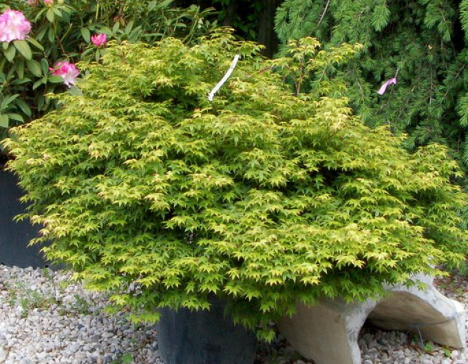 Javor dlaňovitolistý ´Little Princess´´