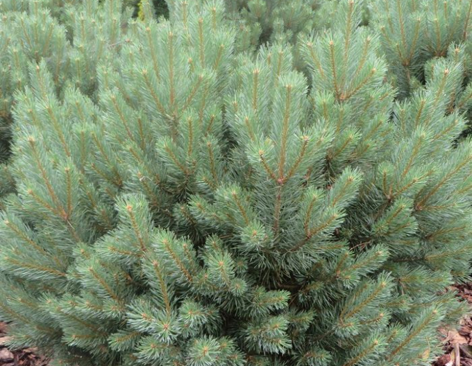 Borovica lesná ´Watererii´