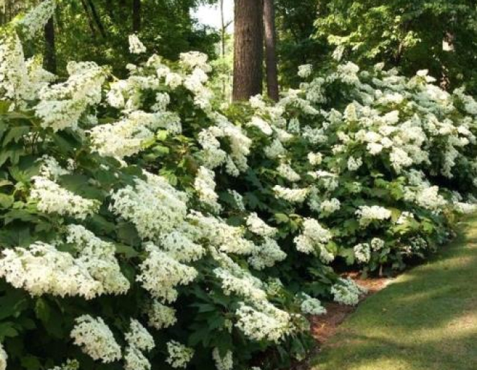 Hortenzia metlinatá ´Pee Wee´