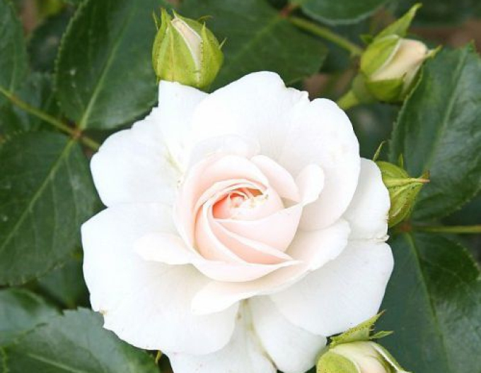 Ruža stromčeková ´WHITE CRYSTAL´