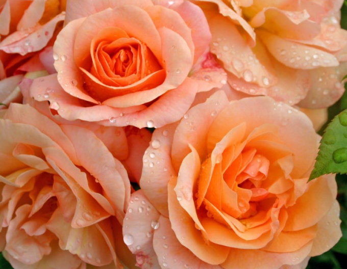 Ruža stromčeková ´APRIKOLA´