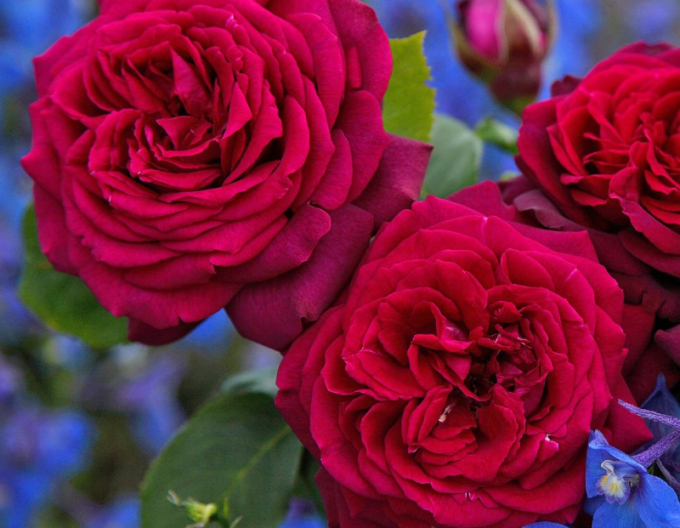 Ruža stromčeková ´GRAFIN DIANA´