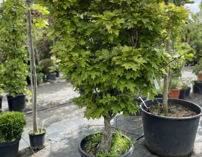 Dub močiarny ´Green Dwarf´ Ball