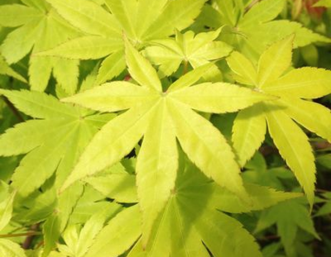 Javor dlaňovitolistý ´Summer Gold´
