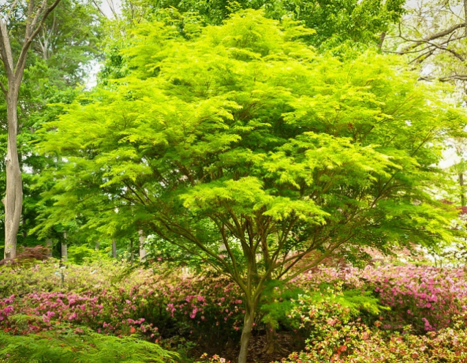 Javor dlaňovitolistý ´Summer Gold´