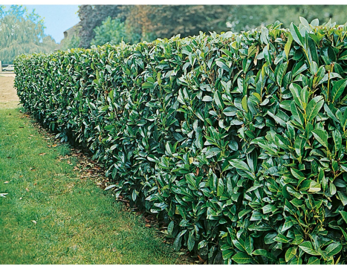 Vavrínovec lekársky ´Novita´ 5L