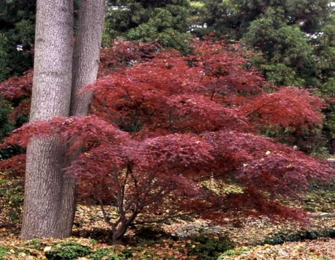 Javor dlaňovitolistý ´Inaba Shidare´ na kmienku