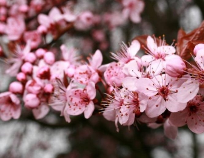 Slivka čerešňoplodá