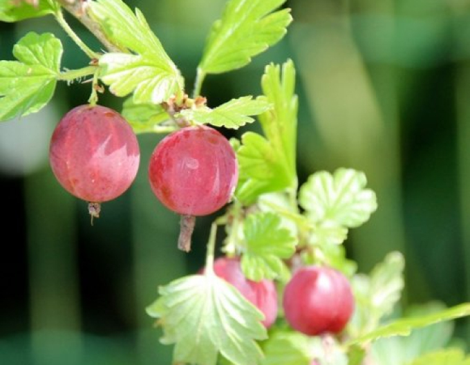 Egreš ´Kameniar´ Stromčekový, kont. 2l