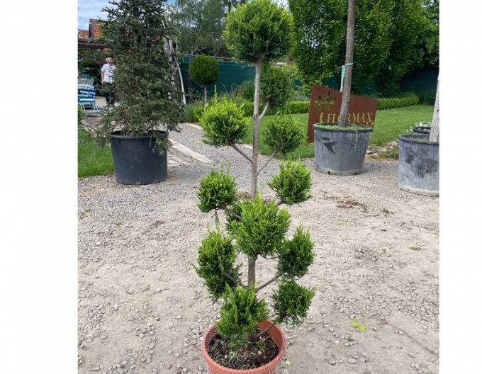 Cyprusovec leylandský PON PON 120cm