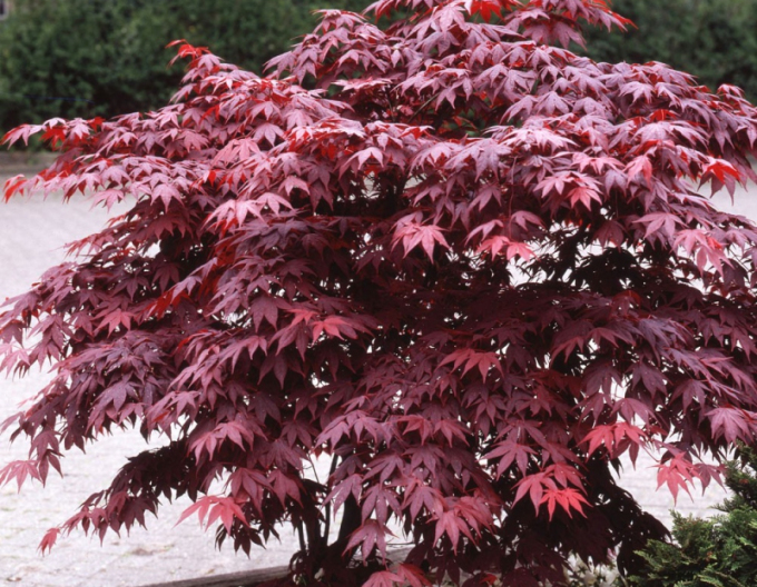 Javor  dlaňovitolistý ´Bloodgood´