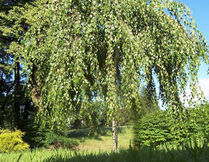 Breza previsnutá ´Youngi´