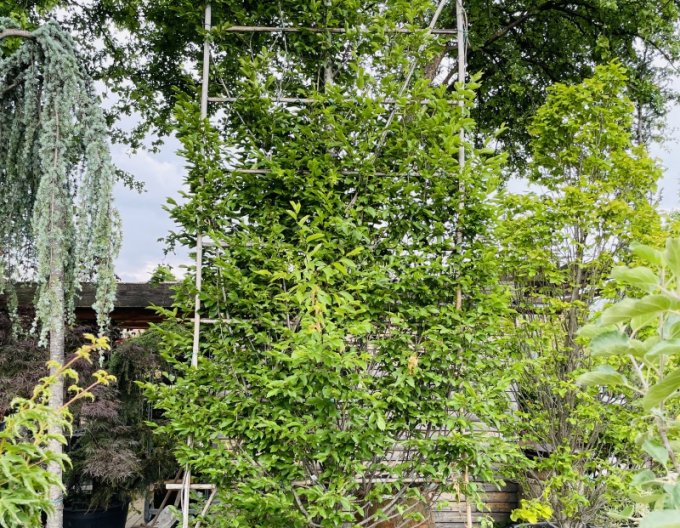 Hrab obyčajný ´Stena 350x150cm´