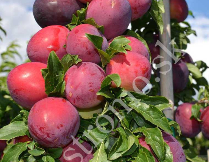 Slivka sibírska ´ DONČANKA RANNAJA´