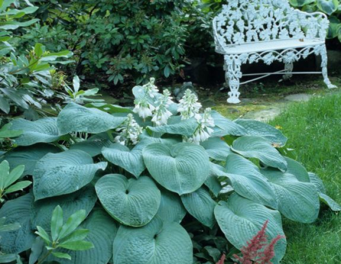 Hosta ´Bressingham Blue´
