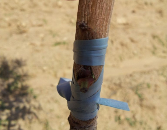 Štepárska gumička 160x4,5mm